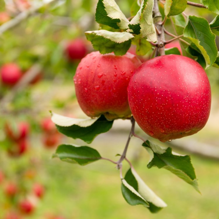 Jabloň domáca (Malus domestica) ´DELIKATES´ - jesenná, výška 120-150 cm, voľnokorenná 